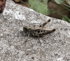 Chorthippus macrocerus