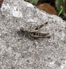 Chorthippus macrocerus