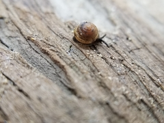 Euconulus