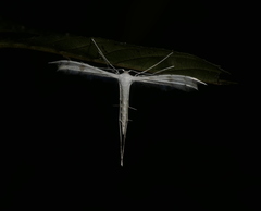 Pterophorus lacteipennis
