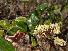 Miconia fallax