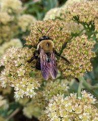 Xylocopa virginica