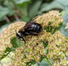 Xylocopa virginica