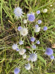Eryngium aquaticum