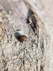 Euconulus
