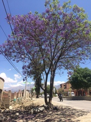 Jacaranda mimosifolia
