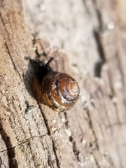 Euconulus