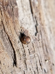 Euconulus