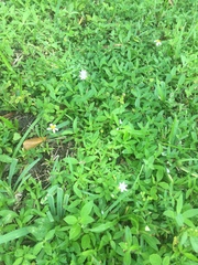 Richardia grandiflora