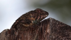 Sceloporus horridus
