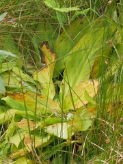 Lysichiton