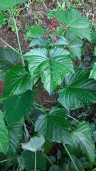 Clerodendrum paniculatum