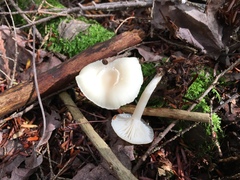 Cuphophyllus borealis