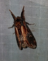 Notodonta scitipennis