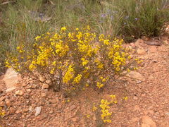 Acacia buxifolia