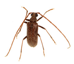 Afroartelida teunisseni