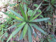 Agave obscura