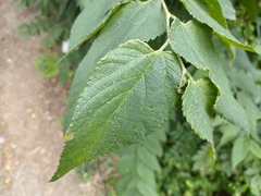 Celtis occidentalis