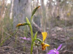 Diuris nigromontana