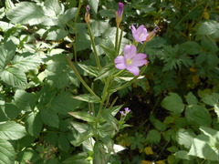 Epilobium alpestre