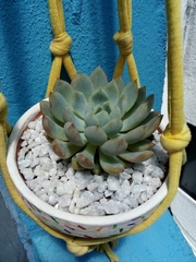 Echeveria prolifica