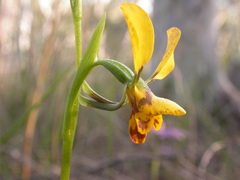 Diuris nigromontana