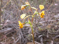 Diuris nigromontana