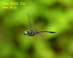 Somatochlora clavata