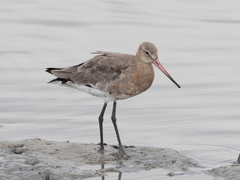 Black-Tailed Godwit photo 5