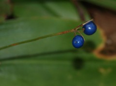 Clintonia borealis