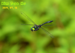 Somatochlora clavata