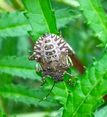 Halyomorpha halys