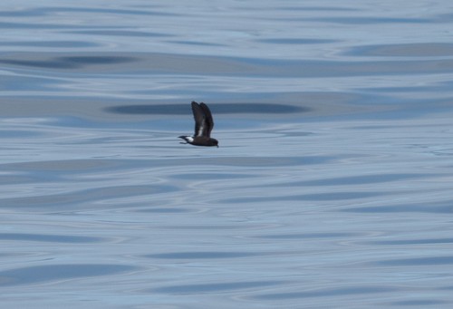 Paíño europeo (Hydrobates pelagicus)