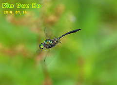 Somatochlora clavata