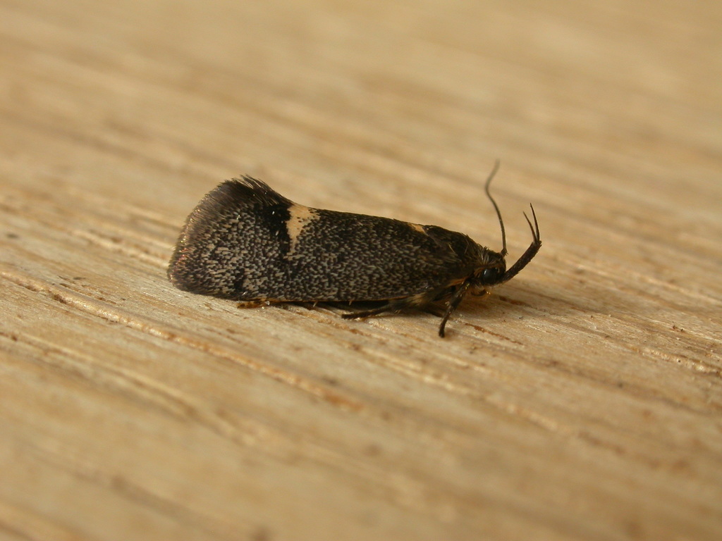 Leistomorpha
