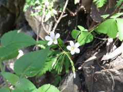 Oxalis alpina