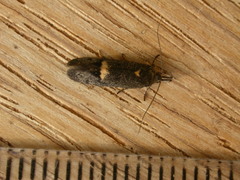 Leistomorpha brontoscopa