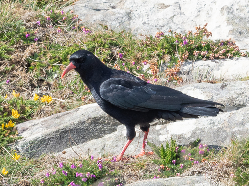 Chova piquirroja (Pyrrhocorax pyrrhocorax)