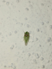 Xerophloea viridis