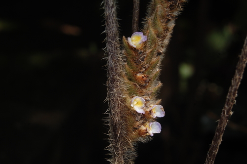 Ctenanthe oppenheimiana