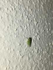 Xerophloea viridis