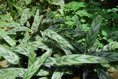 Goeppertia bachemiana