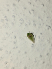 Xerophloea viridis