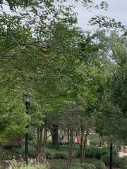 Cardinalis cardinalis