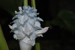 Goeppertia burle-marxii