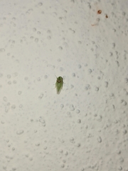 Xerophloea viridis