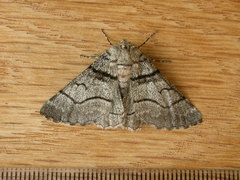 Hypobapta diffundens