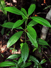 Alstonia angustifolia