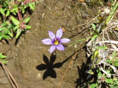 Sisyrinchium scabrum