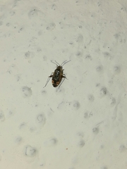 Polymerus